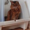 猫砂は何を選べばよいか？猫のトイレの悩みを解決！