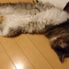 猛暑の中の猫パトロール