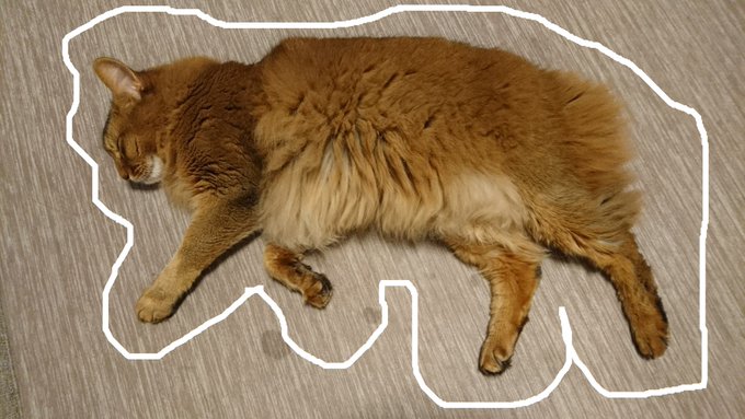 この夏のおもしろ猫写真集　チー（ソマリの）画像集