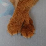 足を組む猫（？）、チー（ソマリ）