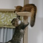 猫アルバム（2020年9月1週目）