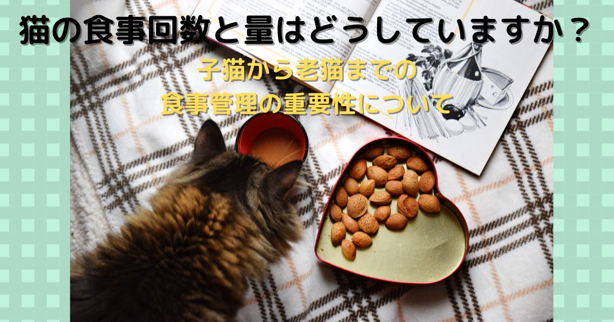猫の食事回数と量はどうしていますか？子猫から老猫までの食事管理の重要性について
