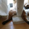 我家の猫のおもしろ写真　～ソマリとノルウェージャンフォレストキャット～