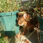 秋の気配　雑草生い茂る庭を探検する猫