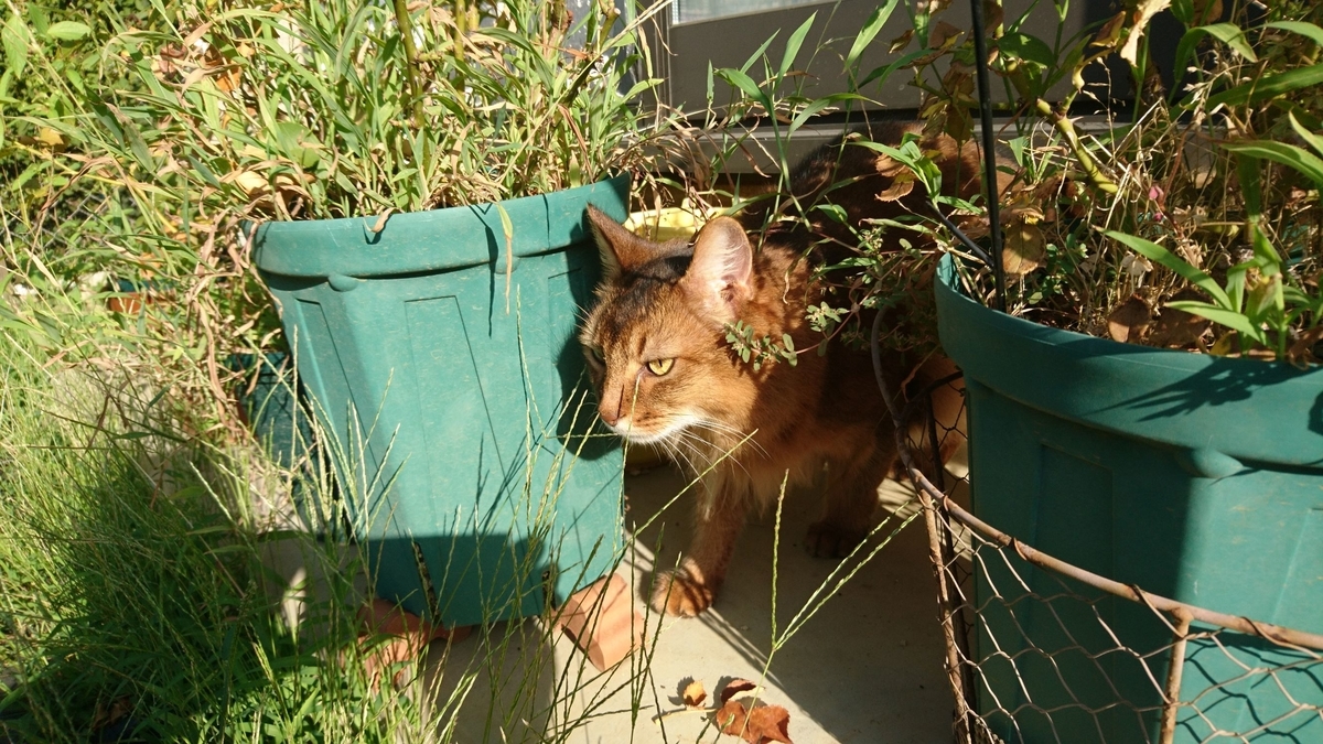 秋の気配　雑草生い茂る庭を探検する猫