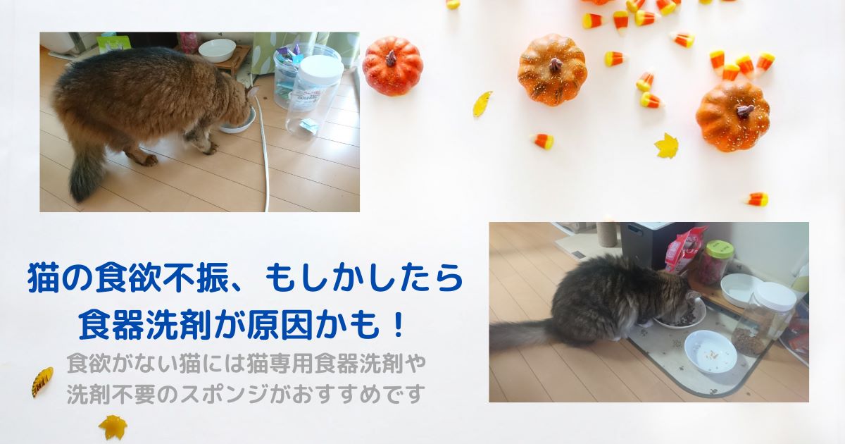 猫の食器洗剤_アイキャッチ