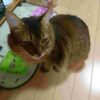 猫に食べさせてはいけない食べ物　かには食べさせていいの、だめなの？その質問に回答します！