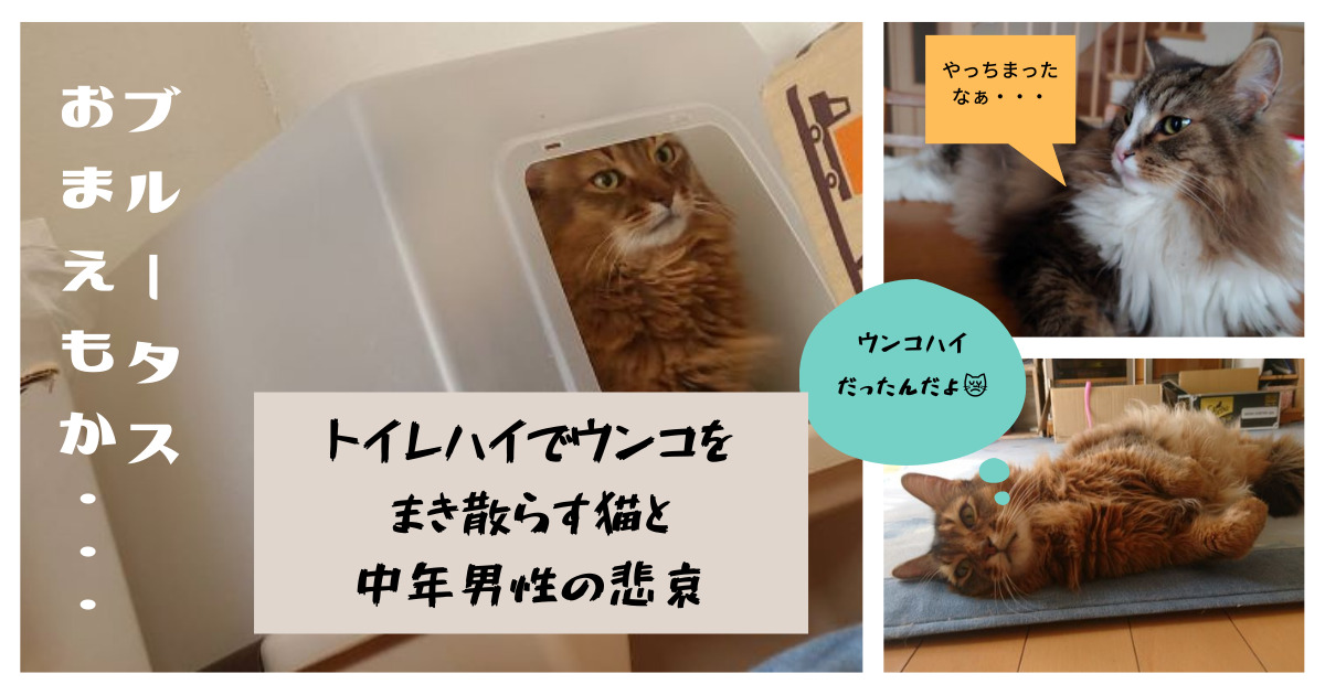 トイレハイで走りながらうんちをまき散らす猫（ソマリ）