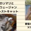 とろねこチャレンジ！秋のソマリとノルウェージャンフォレストキャットのある一日の様子　