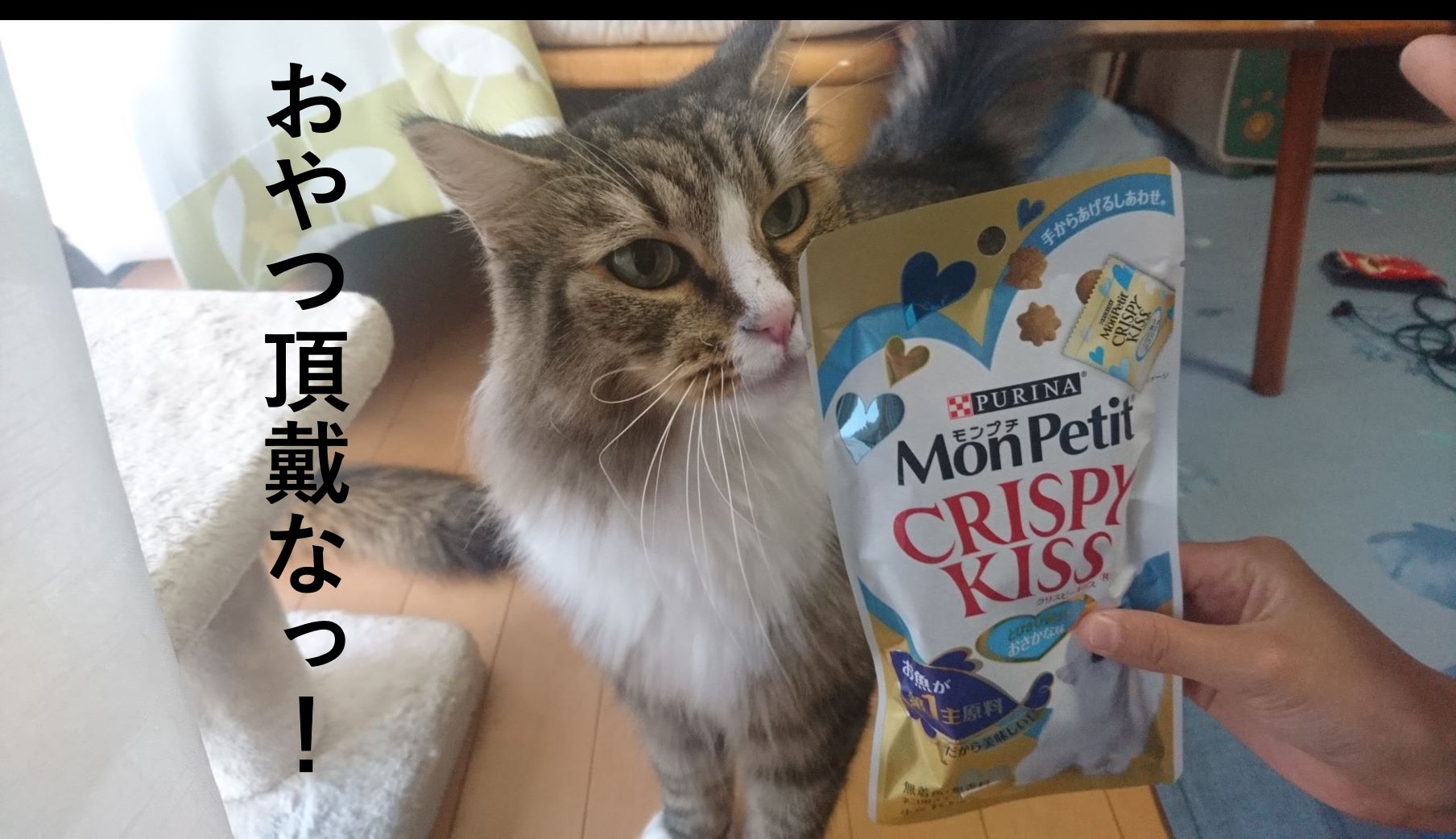 猫のおやつ_アイキャッチ