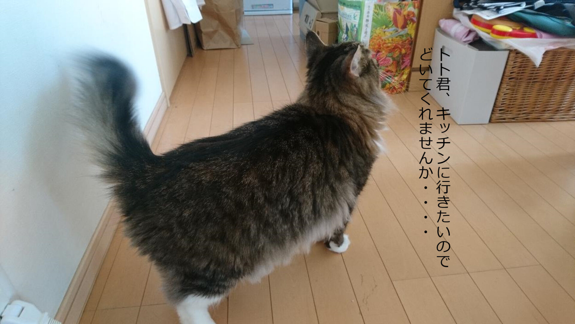 猫はどうして人の前に立ちはだかるの？・・・猫は人間の行動が読めるのかもしれません