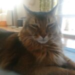 猫アルバム（2020年11月4週目）