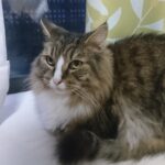 猫アルバム（2020年12月2週目）
