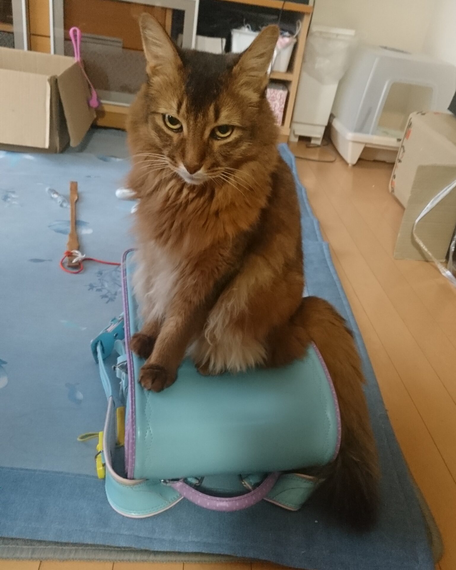猫アルバム（2021年1月3週目）