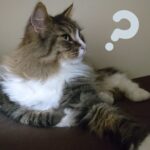 猫アルバム　～2021年1月1週目～