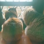 A HAPPY NEW YEAR 2021 ～猫アルバム～