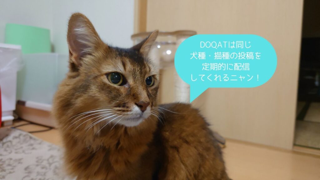 DOQATのメール配信に関する情報を提供している猫