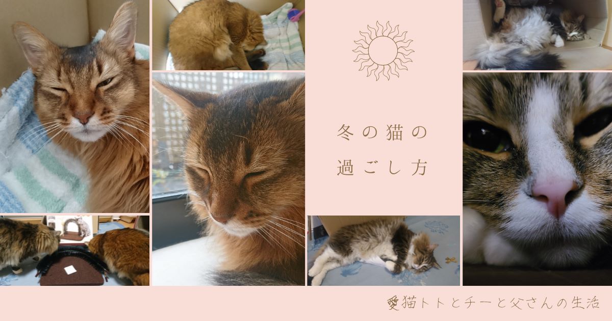 冬の猫の過ごし方！寝てばかりの我が家の猫（ノルウェージャンとソマリ）の一日