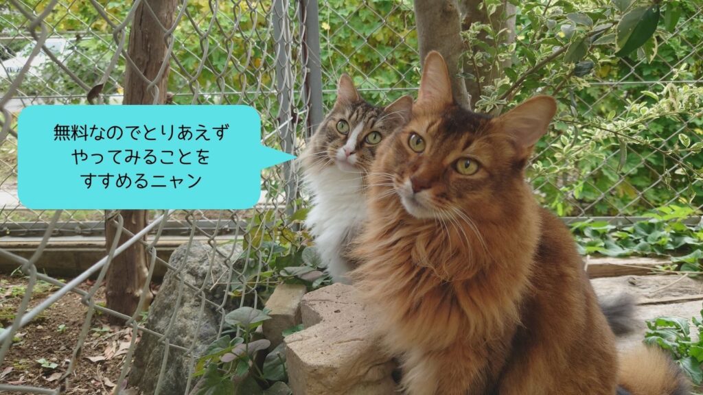 DOQATのまとめ記事を説明する猫