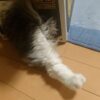 お行儀の悪い猫 トト　～段ボールから出ているよ、かわいい足が！～