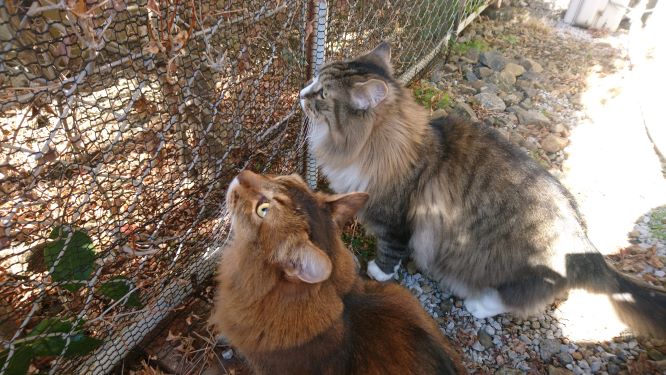 猫の散歩の注意点_アイキャッチ