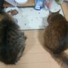 ノルウェージャンフォレストキャットのトトとソマリのチーの生活パターンをご紹介します　猫の一日の過ごし方ってどんな感じなんだろう！