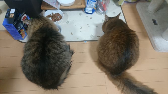 ノルウェージャンフォレストキャットのトトとソマリのチーの生活パターンをご紹介します　猫の一日の過ごし方ってどんな感じなんだろう！