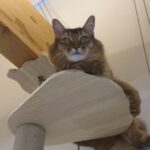 走り回る我が家の愛猫　その理由を考えてみた！