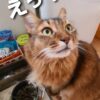 猫の日に愛猫へプレゼント！そして、猫との会話を楽しみます！！