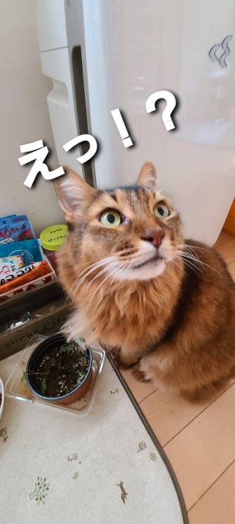 猫の日に愛猫へプレゼント！そして、猫との会話を楽しみます！！