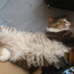散歩に出ることが多かった1週間