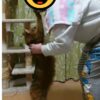 猫がびよ～ん！　我が家の猫の変な癖