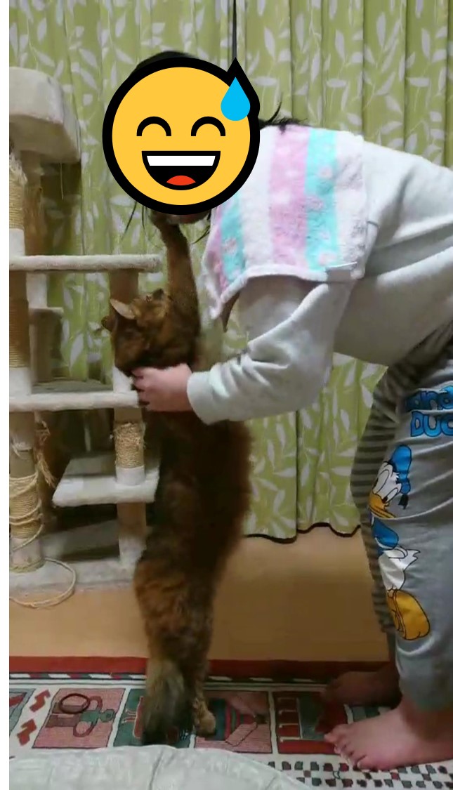 猫がびよ～ん！　我が家の猫の変な癖