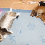 まったり中の猫、ノルウェージャンフォレストキャットのトトとソマリのチー
