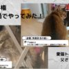 猫の悪い顔選手権_アイキャッチ