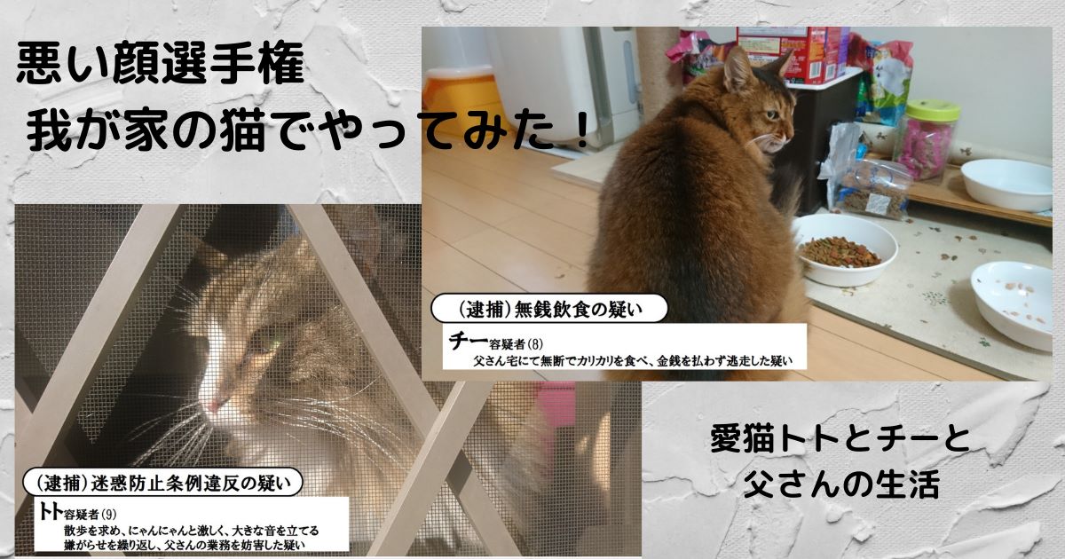 猫の悪い顔選手権_アイキャッチ