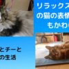 リラックス・モードの猫の表情はとってもかわいい！　～ノルウェージャンフォレストキャット＆ソマリ～