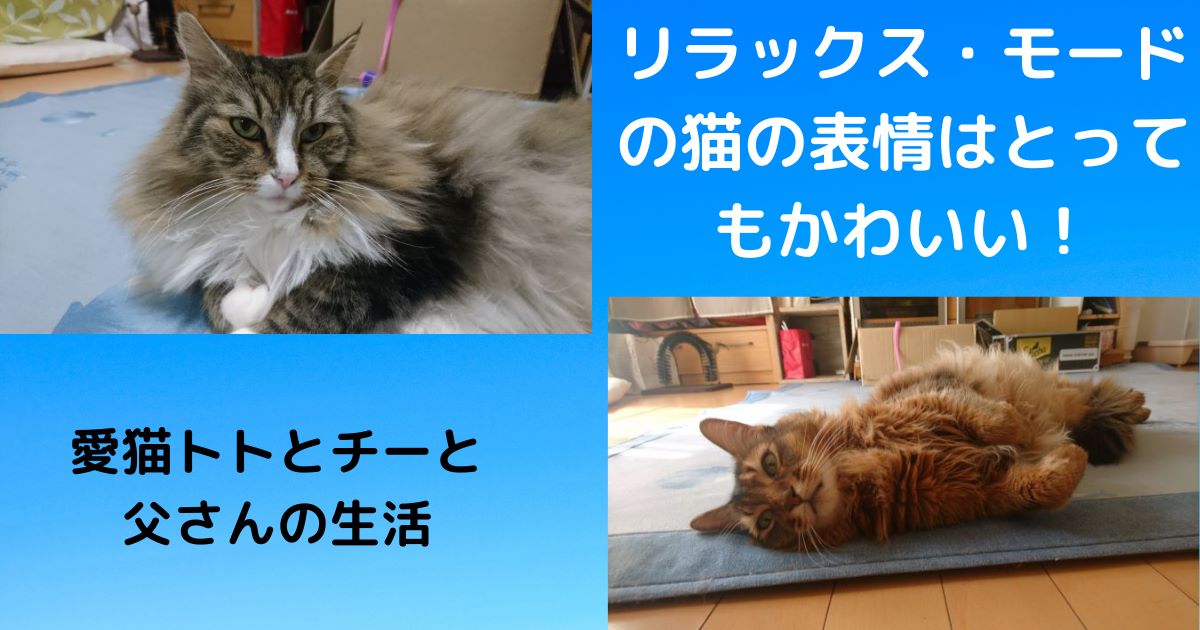 リラックス・モードの猫の表情はとってもかわいい！　～ノルウェージャンフォレストキャット＆ソマリ～