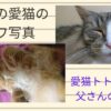 ノルウェージャンフォレストキャット＆ソマリの変顔写真！我が家の愛猫のブサカワ写真をご紹介します