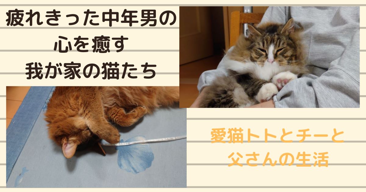 疲れきった中年男の心を癒す我が家の猫たち　～ノルウェージャンフォレストキャットとソマリ～