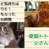 忙しい時ほど気持ちはのんびりと！　テレワーク中に愛猫からもらったのどかな時間