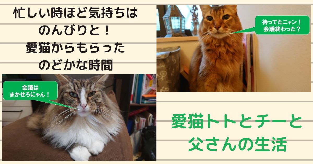 忙しい時ほど気持ちはのんびりと！　テレワーク中に愛猫からもらったのどかな時間