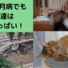 下僕は5月病でも猫様達は元気いっぱい！猫草にも実（種）がなりました！！