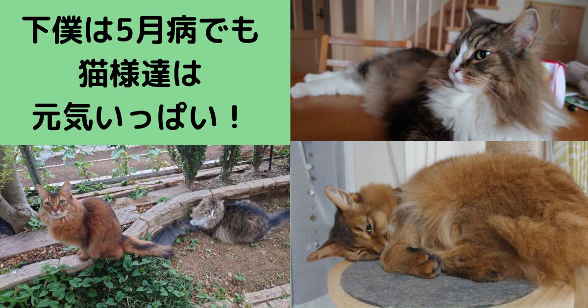 下僕は5月病でも猫様達は元気いっぱい！猫草にも実（種）がなりました！！