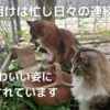 GW明けは忙し日々の連続！猫のかわいい姿に毎日癒されています