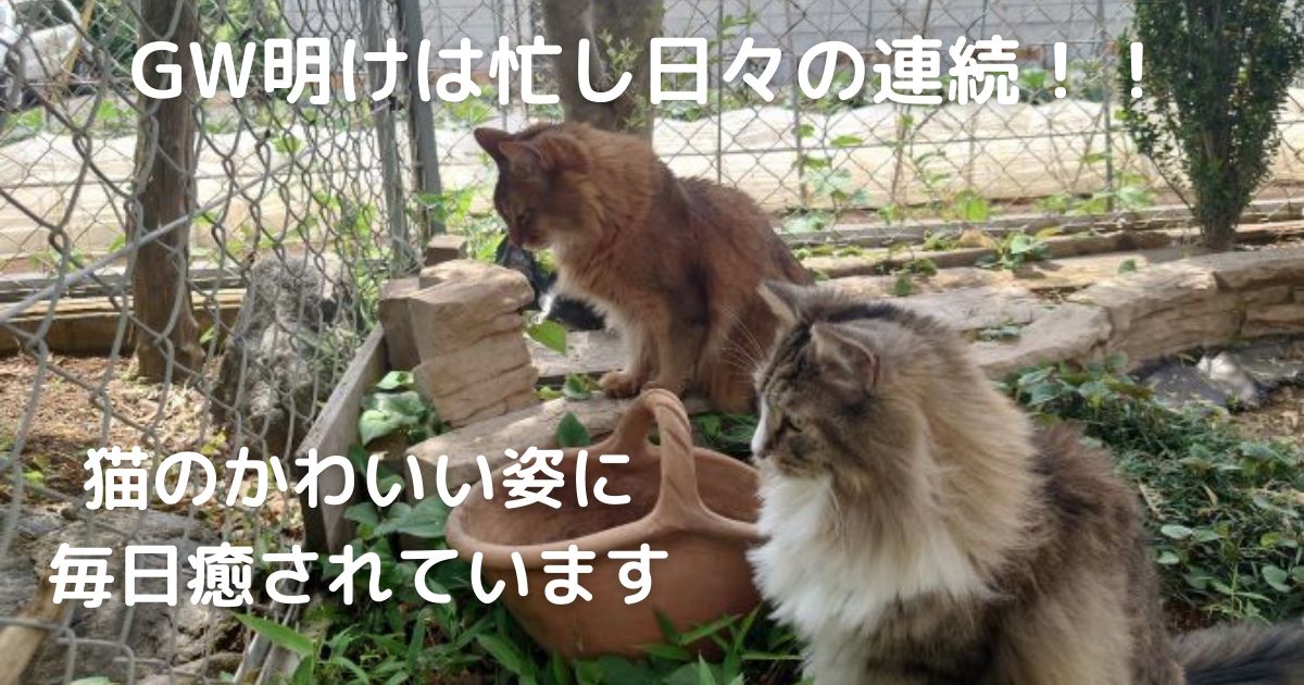 GW明けは忙し日々の連続！猫のかわいい姿に毎日癒されています