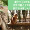 巣ごもりGWも終了！天気が悪くても猫たちは毎日楽しんでいます