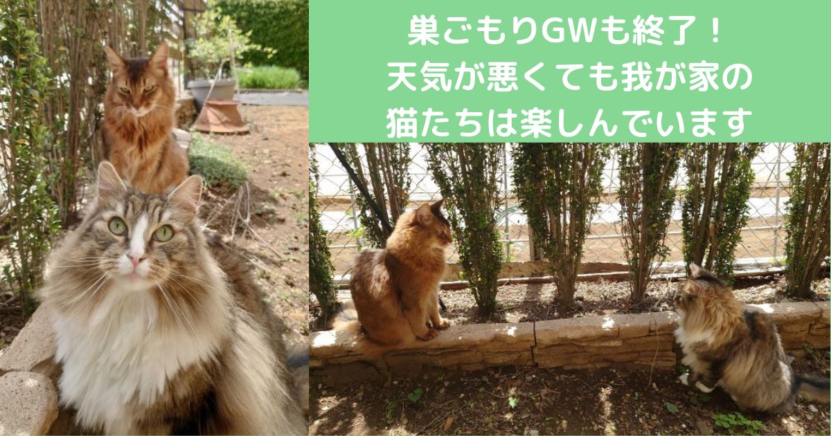 巣ごもりGWも終了！天気が悪くても猫たちは毎日楽しんでいます