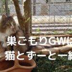 巣ごもりGWは猫とずーと一緒