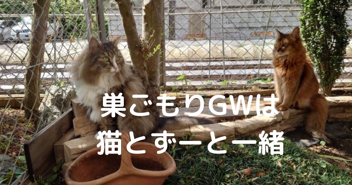 巣ごもりGWは猫とずーと一緒